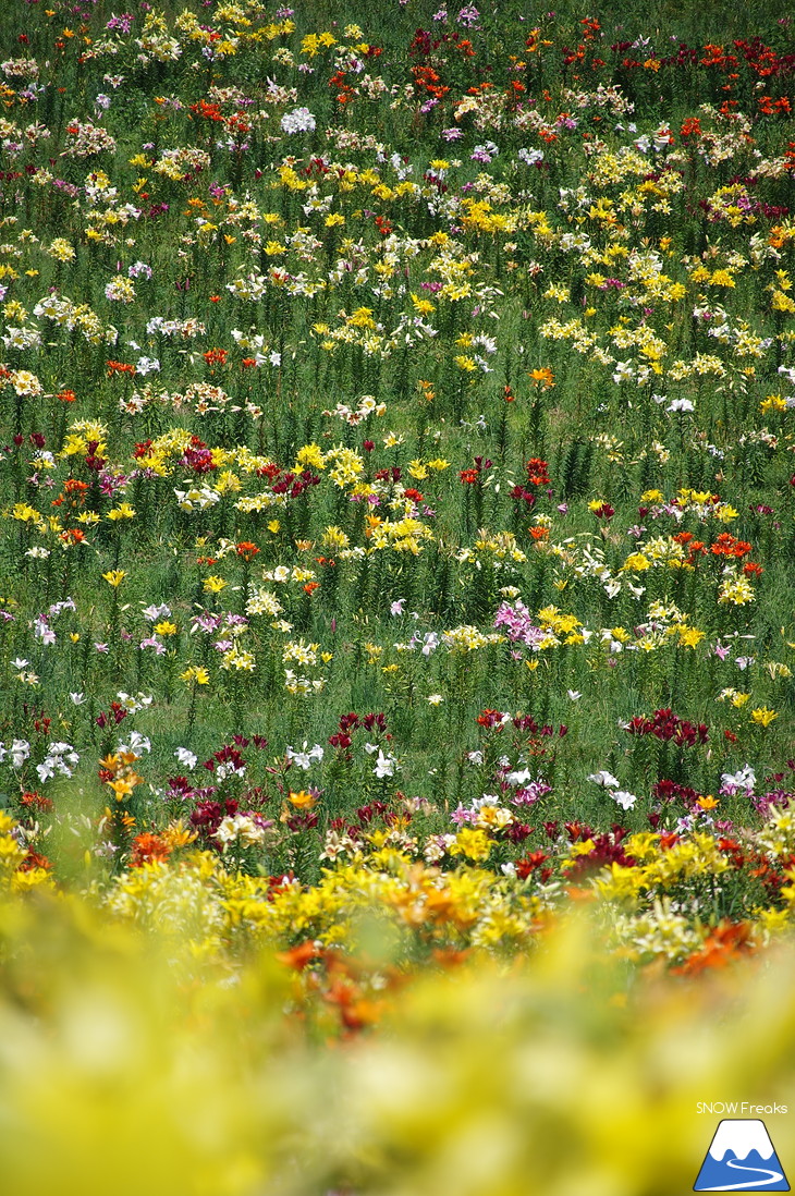 北海道最大級、213万輪のゆりの花！『オーンズ春香山ゆり園』